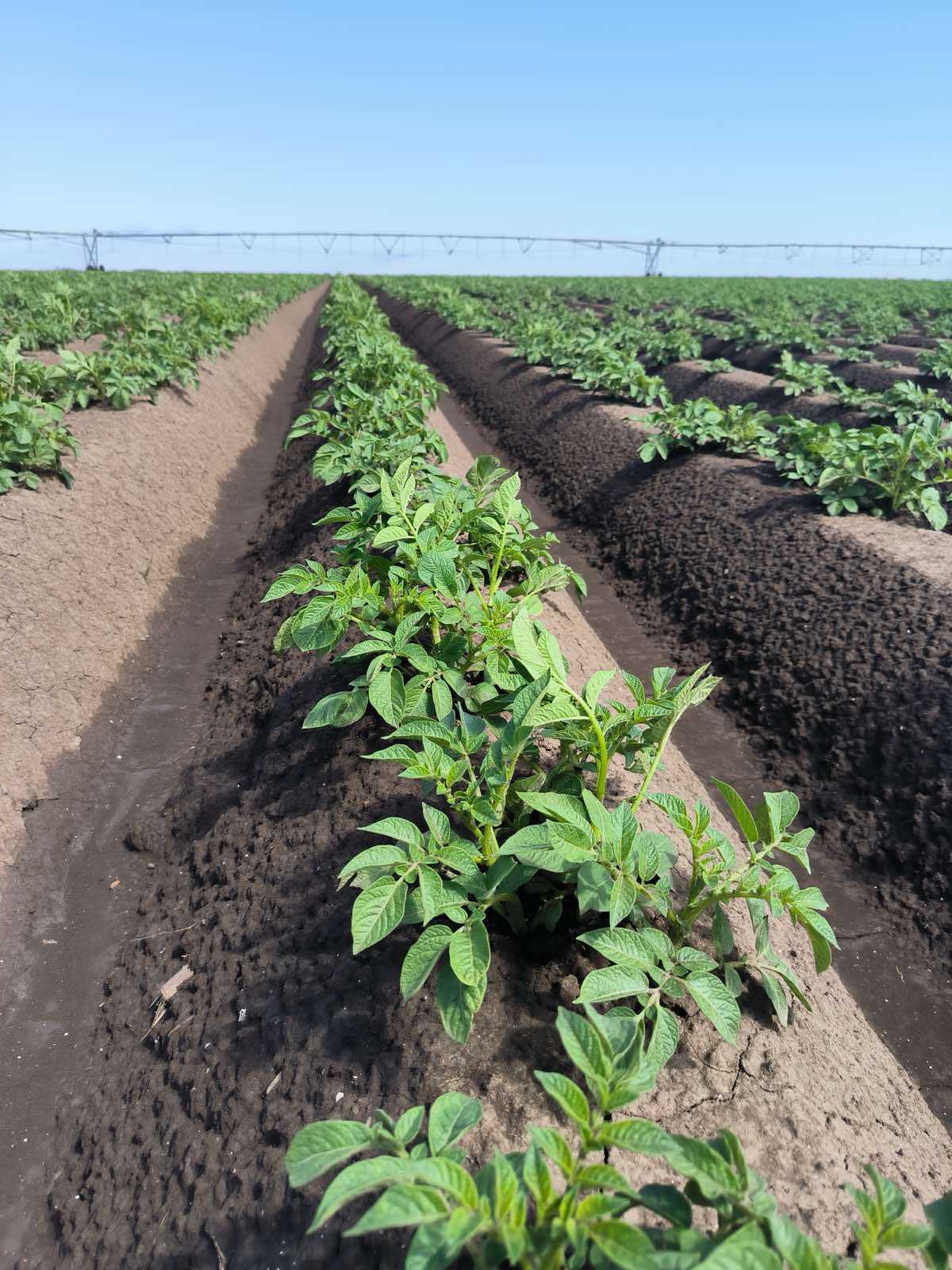 Agronomy Researchers: Effective irrigation for more stable yields